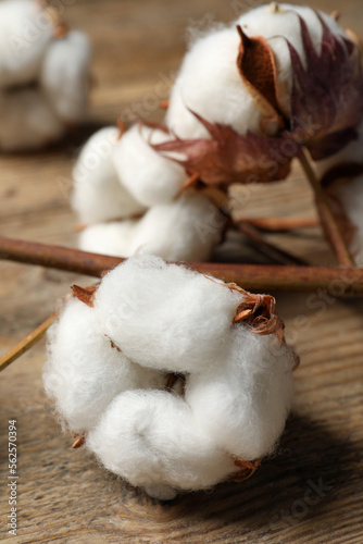 Dried cotton branch with fluffy flowers on wooden table, closeup