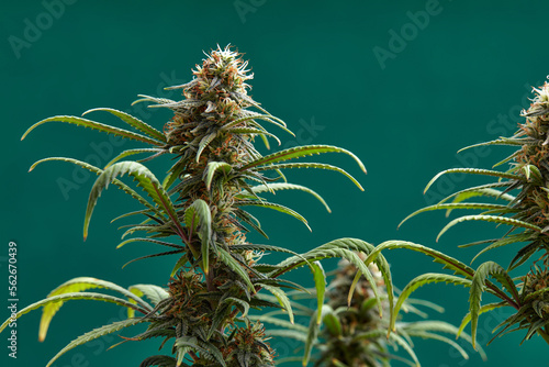 Flowering buds of medical cannabis, trichomes are visible in the inflorescence of the plant