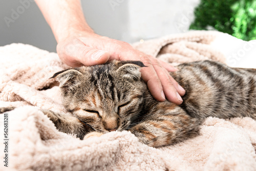 A striped cat rests and sleeps lying on a blanket in a room, a man's hand caresses the pet. Relationship between man and animal.