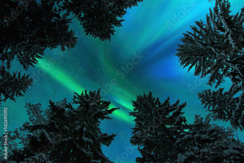 Aurora Borealis, Northern lights, above winter forest treetops.
