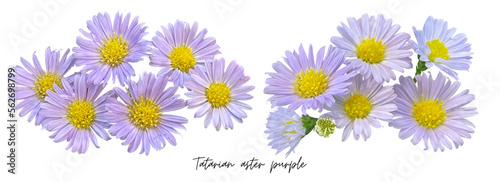 Flowers clipart png, purple Tatarian aster