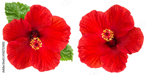 PNG Hibiscus red flower head isolated on transparent background