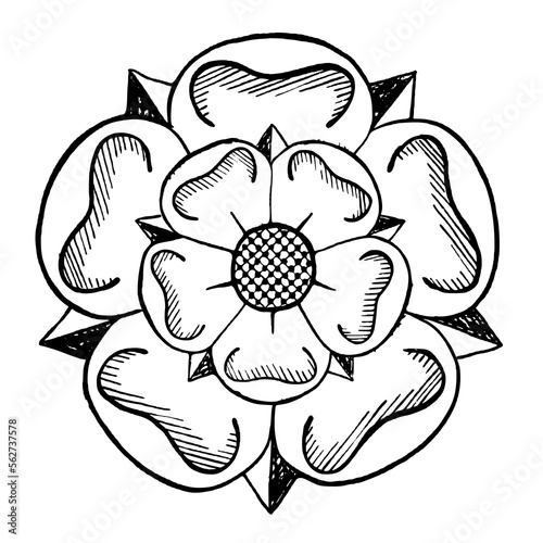 White Yorkshire rose motif, symbol for the Yorkshire region. Vector illustration in an ink pen, hand drawn, engraving style.