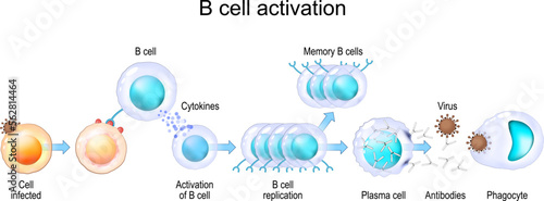 Activation of B cell leukocytes. transparent realistic cells