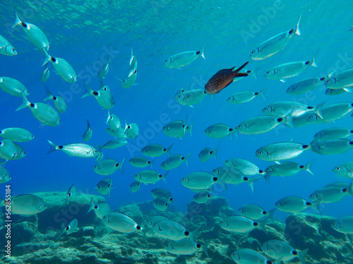 Oblada melanura - Saddled sea bream from Cyprus