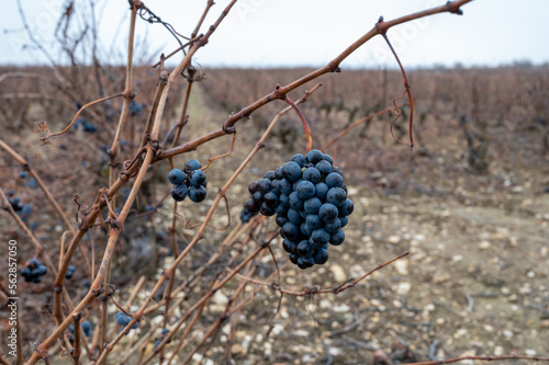 Ripe and dry bunches of red tempranillo grapes after harvest, vineyards of La Rioja wine region in Spain, Rioja Alavesa in winter