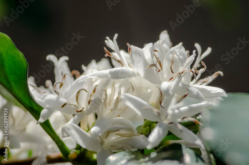 close up of inflorescence and pollen of the coffee flower with soft focus