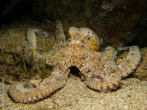 Common octopus from the Mediterranean 