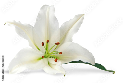 Single pure white lily head with copy space transparent png file 