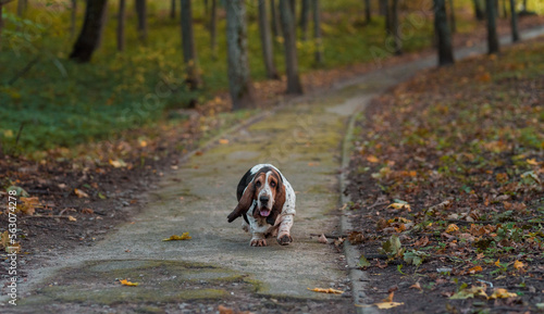 Basset Hound Dog Walks on Path. Autumn Background.