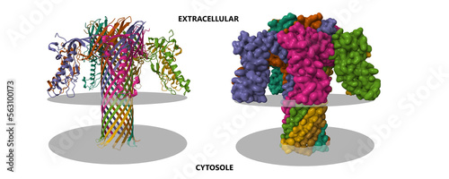 The pore structure of Clostridium perfringens epsilon toxin. 3D cartoon and Gaussian surface models, PDB 6rb9, chain id color scheme, putative membrane shown