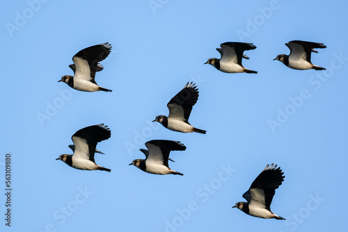 flock of northern lapwing peewit flying in the sky over the wetlands and mud flats in early spring migrating