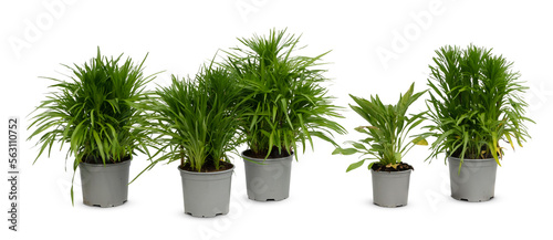 Composition of different potted plants isolated on white background