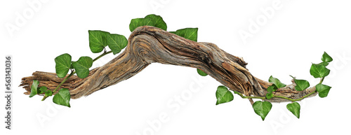 weave of ivy on piece of wood on transparent background