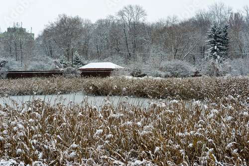 Zimowy pejzaż . Zamarznięty staw , trzcina i drzewa oraz budynki i płot , obficie pokryte puszystym śniegiem .