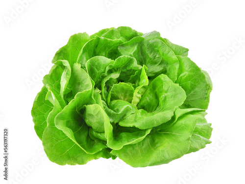 Green butterhead lettuce isolated on transparent background. PNG