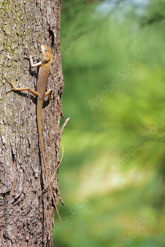 Chameleon, Changeable Lizard, Red-headed Lizard, Indian Garden Lizard (Calotes versicolor Daudin) on the tree by adjusting the focus on the face