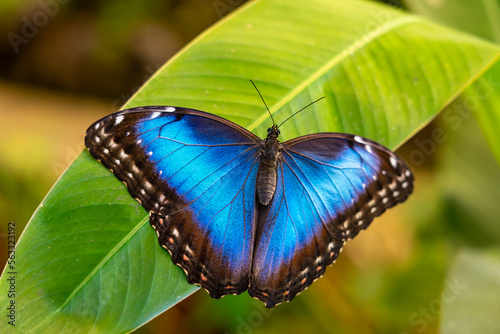 Schöner tropischer Schmetterling Blauer Morphofalter, Morpho peleides oder Himmelsfalter ist ein aus der Familie der Edelfalter