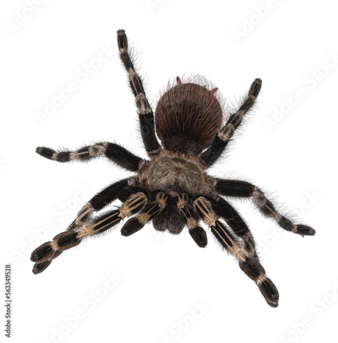 Top view of mature Brazilian red and white tarantula spider in attack posture. Isolated cutout on transparent background.