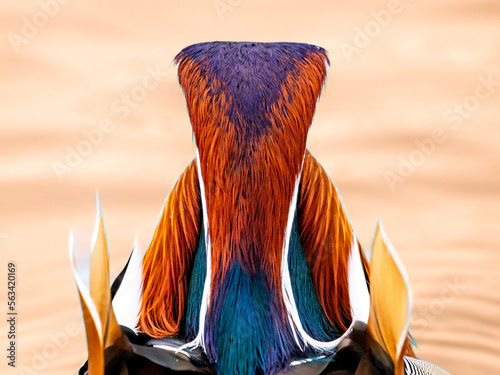 kolorowy ptak mandarynka tęcza głowa