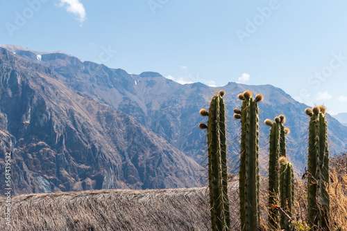 cactus in the colca canyon
