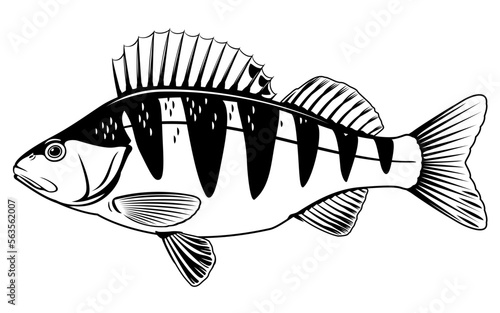 Realistic perch fish isolated illustration, one freshwater fish on side view