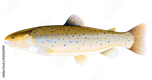Realistic brown trout fish isolated illustration, one freshwater fish on side view