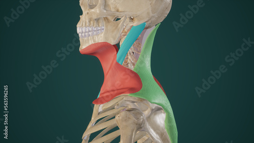 Superficial Muscles of Neck