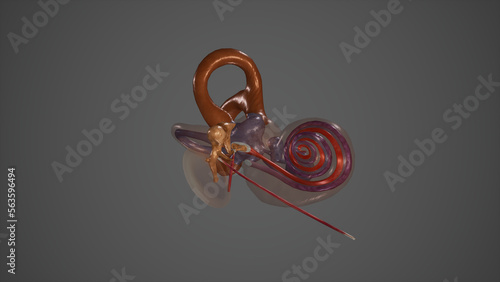 Auditory and Equilibrium Organ,3D rendering