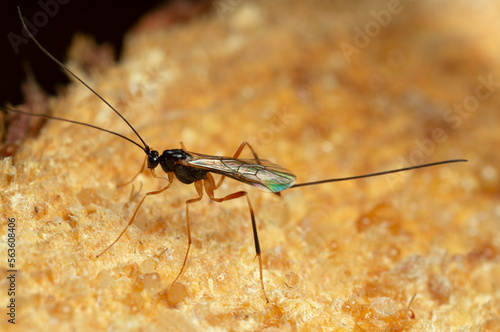 Braconid wasp, Macrocentrus on coniferous wood, macro photo