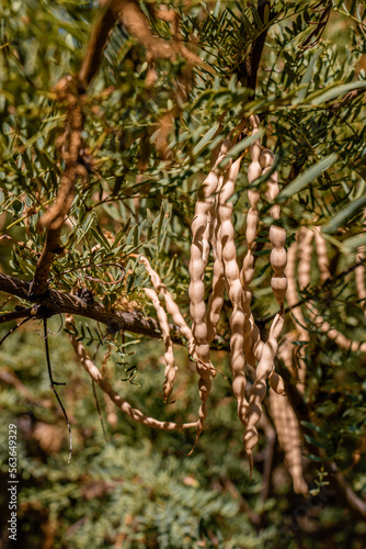 Edible mesquite beans on a tree in the Mojave Desert, California, USA