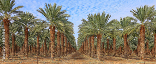 Date palm trees in Mediterranean date palm plantation