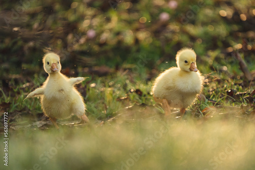 gosling goose or duck family in spring, small baby bird animal in wild nature, group of young cute yellow fluffy feather water bird using beak on green grass, mother using wing for a chick