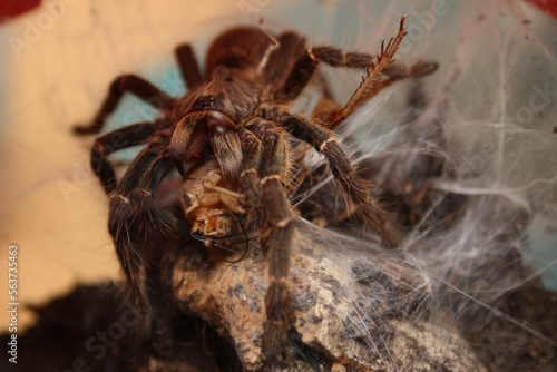 tarantula has made prey and eating it now on a spiderweb