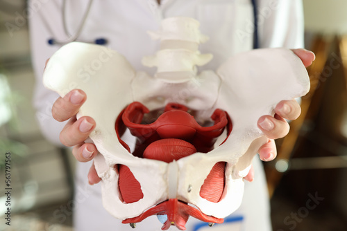 Close-up of model of female pelvis with muscles in hands of gynecologist.