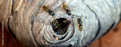 hornet's nest with wasps, selective focus