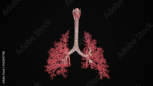 Medical Illustration of Human Bronchial Tree of Lungs
