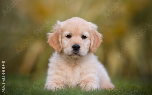 Golden retriever dog