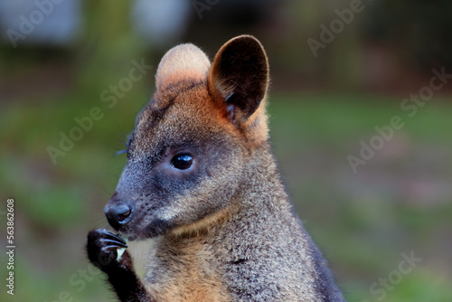 Swamp wallaby eating some Eucalyptus leaves at zoo , Rotterdam, the Netherlands