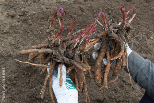 A man holds dug out rhizomes of a peony in his hands and prepares to transplant them in prepared soil enriched with humus in early spring. Gardening
