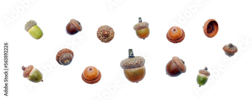 Acorns set isolated. PNG with transparent background. Flat lay. Clipping path
