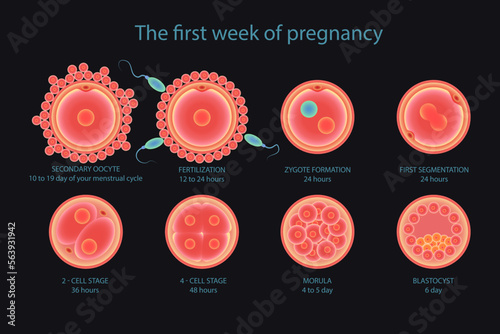 Stages of fetal development, embryo development, insemination and fertalization. Stages of development of fertile cells, diagram of folliculogenesis.