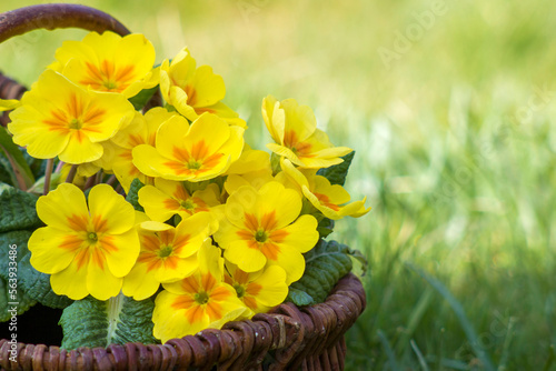 Blossoming yellow primrose in a basket