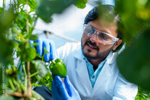 Happy smiling agro scientist seeing lab grown capsicum vegetable plant at greenhouse - conept of professional occupation, successful and research analyst