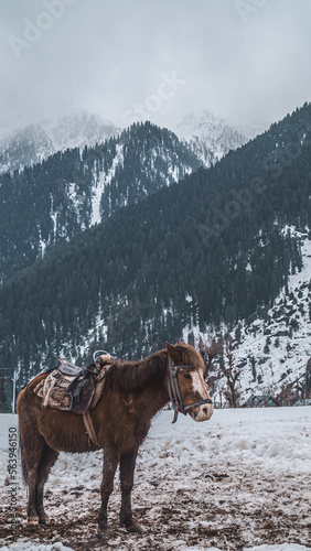 horse in front of snowy mountains, Kashmir