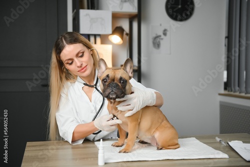 cheerful young veterinary taking care and examining a beautiful pet dog french bulldog