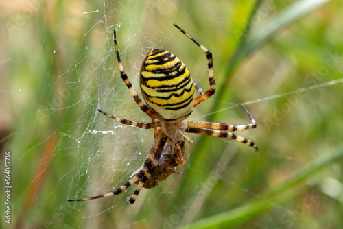 A Wasp spider ( Argiope bruennichi) with prey.