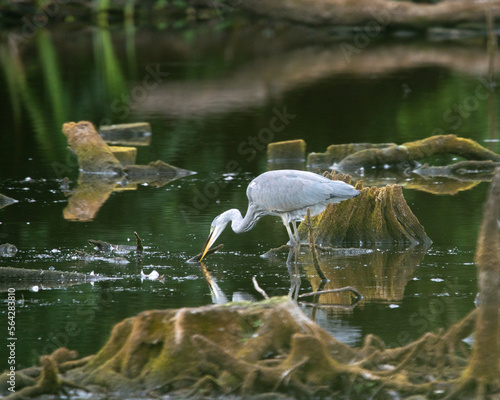 Czapla siwa (Ardea cinerea) na bagnie czatuje na zdobycz