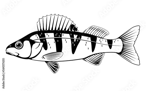 Realistic small perch fish in black and white isolated illustration, one freshwater fish on side view