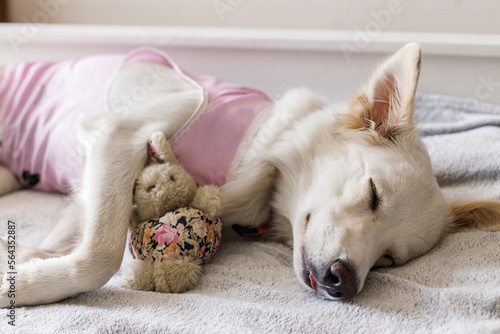 Adorable dog portrait in special suit bandage recovering after spaying. Post-operative Care. Pet sterilization concept. Cute white doggy after surgery sleeping on bed with favourite toy